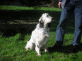 Setter Anglais VENUS DU MOULIN DE KEROMNES Setter Anglais VENUS DU MOULIN DE KEROMNES